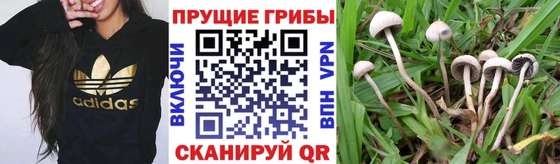 Псилоцибиновые грибы Psilocybine cubensis Гаврилов Посад